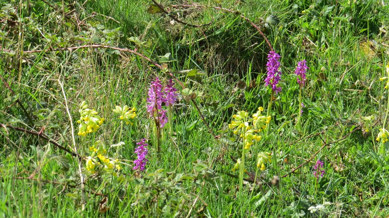 Cowslip and Early Purple Orchid (5).JPG - Cowslips and Early Purple Orchids